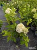 Sprzedam Hortensję bukietowa w 14 odmianach 