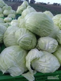 Sprzedam kapustę biała, duże główki 5-8kg 