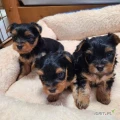 Uroczy 8-tygodniowy szczeniak Yorkie dostępny!