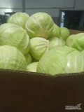 Kupię kapustę białą  handlową kaliber  1.5 kg -3.5 kg w karton. Boks  ilości tylko tirowe 