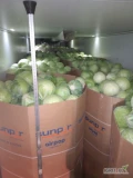 Kupimy tira kapusty białej (ewentualnie mniejsza ilośc - pół tira) w kartonboxach po 1000 kg. Kaliber 1-4. Bez wciornastka. Załadunek...