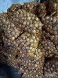 Sprzedam cebulę na Wysadke lub obieranie odmiana Sedona ok 20 ton