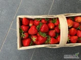 Sprzedam piękną świeżą truskawkę Aprica około 400 koszy. Pierwsze rwanie nowy kosz