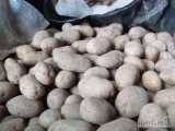 Sprzedam ziemniaki Volumia kaliber+6 , od sortowane od sadzeniaków. Ziemniaki zdrowe gładkie, gotowe około 24 tony w big bagach.