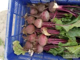 Sprzedam buraczki czerwone Scarlett F 1cal 5-10 czysty zdrowy towar pakujemy w worek 10-15 kg lub bb.Posiadam również marechew, oraz...