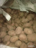 Sprzedam ziemniaki paszowe około 6ton 