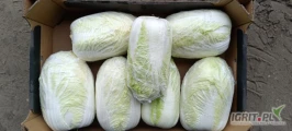 Sprzedam kapustę pekińską 