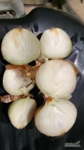 Sprzedam cebulę odmiany Amstrong +45 , sucha , zdrowa , luz , bigbag , worek - zapraszam do współpracy (badania na metale ciężkie)