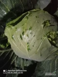 Sprzedam kapustę białą młodą na przemysl jest po małym gradzie glowki duże ładne 2-4 kg.wiecej informacji na numer 733344132.