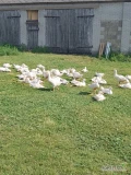 Sprzedam 20 tuszek gęsi zagrodowej rasy klobudzka owsiana masa tuszki 5-6 kg może być świeża lub mrożona gęsi jeszcze na pastwisku...