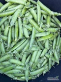 Sprzedam groszek cukrowy w strąkach (słodki),