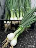 Sprzedam dużą ilość cebuli cukrowej młodej w pęczkach po 3szt 