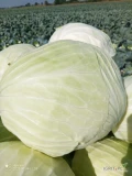 Sprzedam kapustę białą na przemysł. Towar czysty, zdrowy. Kaliber 3-6kg opakowanie do uzgodnienia. 