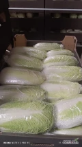 Sprzedam kapustę pekińską od 0,5 kg do 1,8 kg odmiana Bolko. Kapusta czysta, zdrowa. Cena na gotowo 3,00 zł/kg.