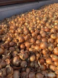 Sprzedam cebulę żółtą kaliber 4-5 /5-7/7+ worek 10/15 kg cebula fazorowana 