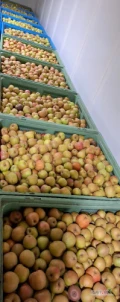 Witam. Sprzedam jabłka odmiany Boskop. W ilości 20ton. Jabłko po freshu i zamgławianiu. Więcej informacji udzielę pod numerem...