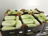 Kupimy ok 8 palet kapusty pekińskiej do załadunku w sobotę 19 lipca.
