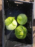 Sprzedam kapustę włoska. Kaliber od 0.8 kg do 2.5 kg. Cena do uzgodnienia. 