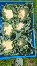 Sprzedam kalafior w łuszczka 6 szt beż robaka 