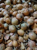 Witam sprzedam cebulę rijsburger kaliber od 4,5-8cm  cebula zdrowa po obieraczce. Sortowana i pakowana w skrzyń lub big-...