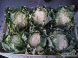 Witam sprzedam kalafior 6 pakowany w łuszczke 25 zł z opakowaniem