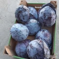 Sprzedam kapustę czerwoną marketową 6szt na 10kg ,ładna zdrowa z nalotem, opakowanie dowolne 