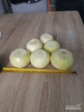 Witam sprzedam grubą ręcznie obierana cebulę w kalibrze od 7 do 11 cm mogę również przygotować drobniejszy kaliber 4-8 zapraszam do...