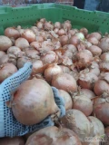 Witam serdecznie sprzedam ładną grubą cebulę obierana ręcznie w kalibrze od 7 do 12 cm dostępne około 2 tony tygodniowo mogę...