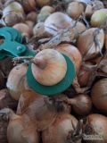 Sprzedam cebulę. Towar zebrany, wysuszony, w magazynie. Cebula z ładną łuską, zdrowa. Kaliber od 4,5 do 9 przewaga 5 do 8