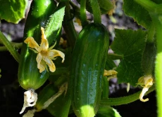 Rosną ceny ogórków szklarniowych na Ukrainie