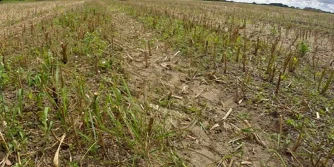 Roundup - zastosowanie wiosenne