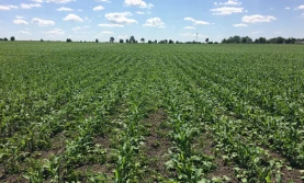 Kukurydza wolna od chwastów