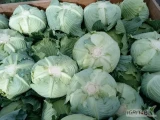 Witam sprzedam kapustę płaską green lunar kaliber 1-3kg