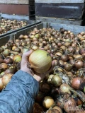 Sprzedam cebule grubą vission 70plus około 25 ton. Pakowana w BB lub wanna.