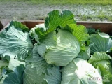 Witam sprzedam kapustę płaską odmiana green lunar kaliber 1,5-3kg