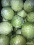 Sprzedam kapustę biała jakość marketowa kaliber 1-4 najlepiej w skrzynie jednorazowo do 10 ton posiadam również czerwoną 