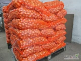 Sprzedam cebulę 3-5cm., nie fazorowana idealna na wysadkę. pakowana w worek raszlowy lub big bag ok 3,5-4ton.