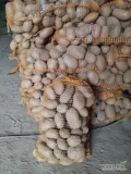 Sprzedam ziemniaki jadalne wybierane ręcznie bez parcha drutowca z jasnej ziemi pakowane po 15 kg odmiana   Owacja . Ziemniaki nie...
