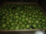 Sprzedam jabłka z KA plus fresz Golden zielony, Prince, Szampion. Jabłko czyste za wagę w skrzyni.