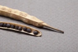 KPRiRB: Ceny rzepaku w górę - notowania 20 lipca 2023 r.