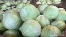 Sprzedam biała kapustę 3 kg plus idealna na giełdy i gołąbki