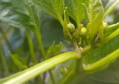 Czas na biotechnologię u papryki!