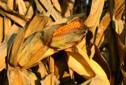 Jak ograniczać skutki niekorzystnej aury w uprawie kukurydzy?