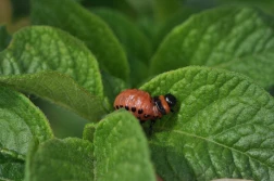 IOR: uwaga na larwy stonki ziemniaczanej