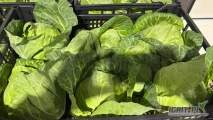 Sprzedam kapustę młodą, 8 szt w skrzynce, waga ok, 10kg+/skrzynka. Kraj pochodzenia Macedonia. Cena 28zł/skrzynka. Lokalizacja 96-115,...