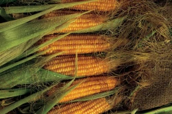 Kukurydza. Wybór odmiany a gospodarstwo