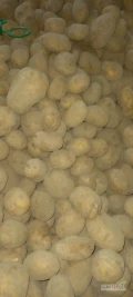 Sprzedam ziemniaki odmiany tajfun kal od 5.5. Pakowanie big- bag , luz, worek. 