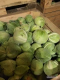 Sprzedam kapustę białą kaliber 1-4kg jakość marketowa cena 2.50zl/kg 
