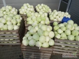 Sprzedam kapustę biała zdrowa bez wciornastka