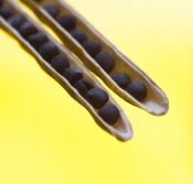 Rzepak - renomowany kwalifikat